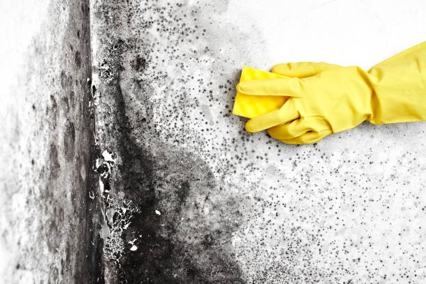 Mold Documentation for Insurance Claims in Tuckerton, NJ