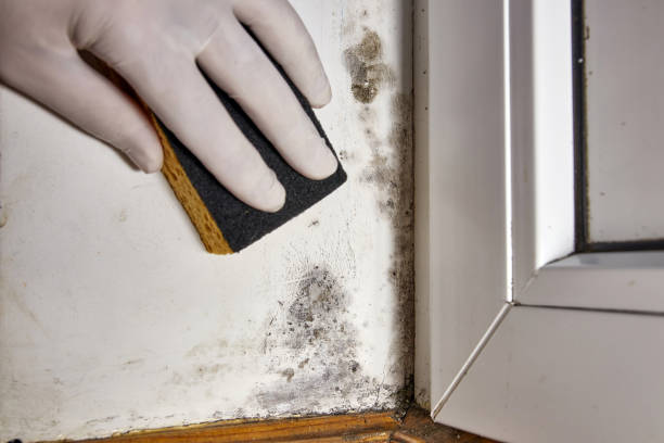 Forensic Mold Investigation in Tuckerton, NJ